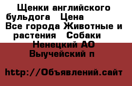 Щенки английского бульдога › Цена ­ 40 000 - Все города Животные и растения » Собаки   . Ненецкий АО,Выучейский п.